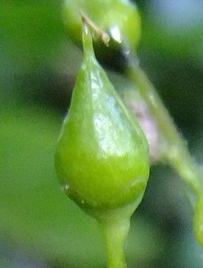 Escrofularia