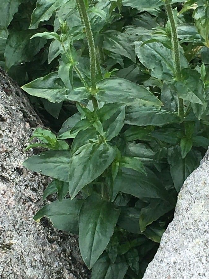Silene 8