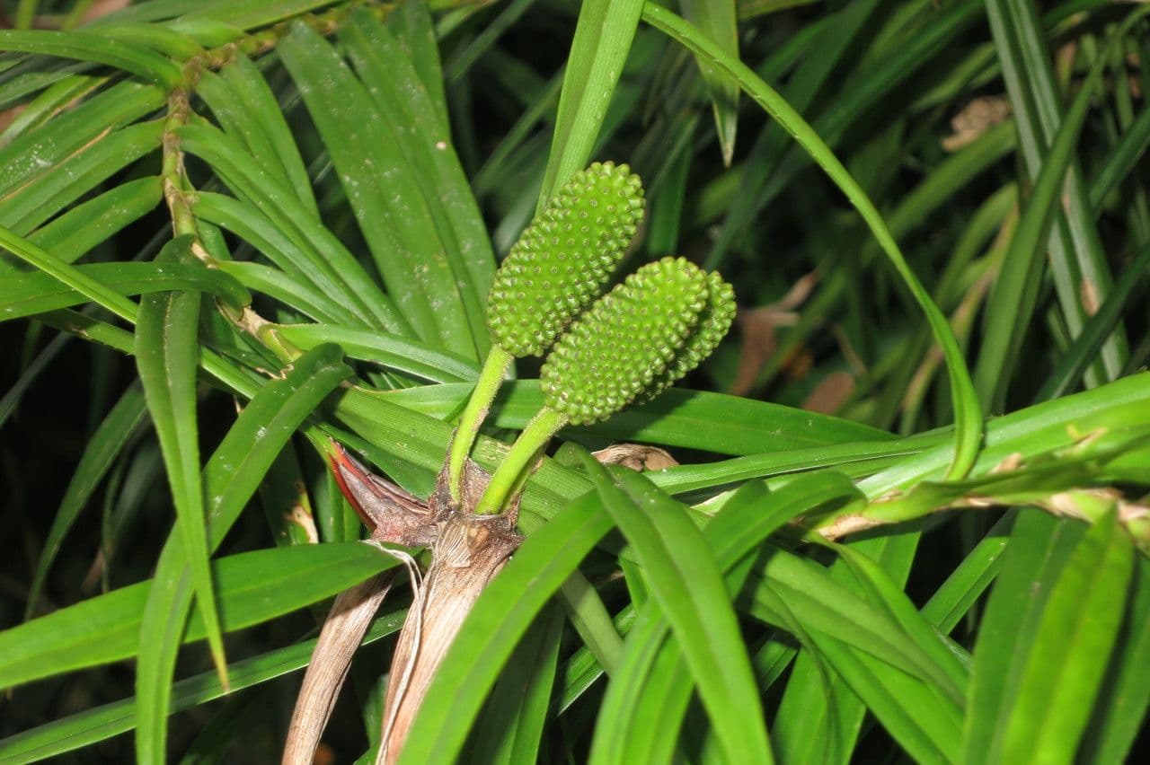 Freycinetia 19