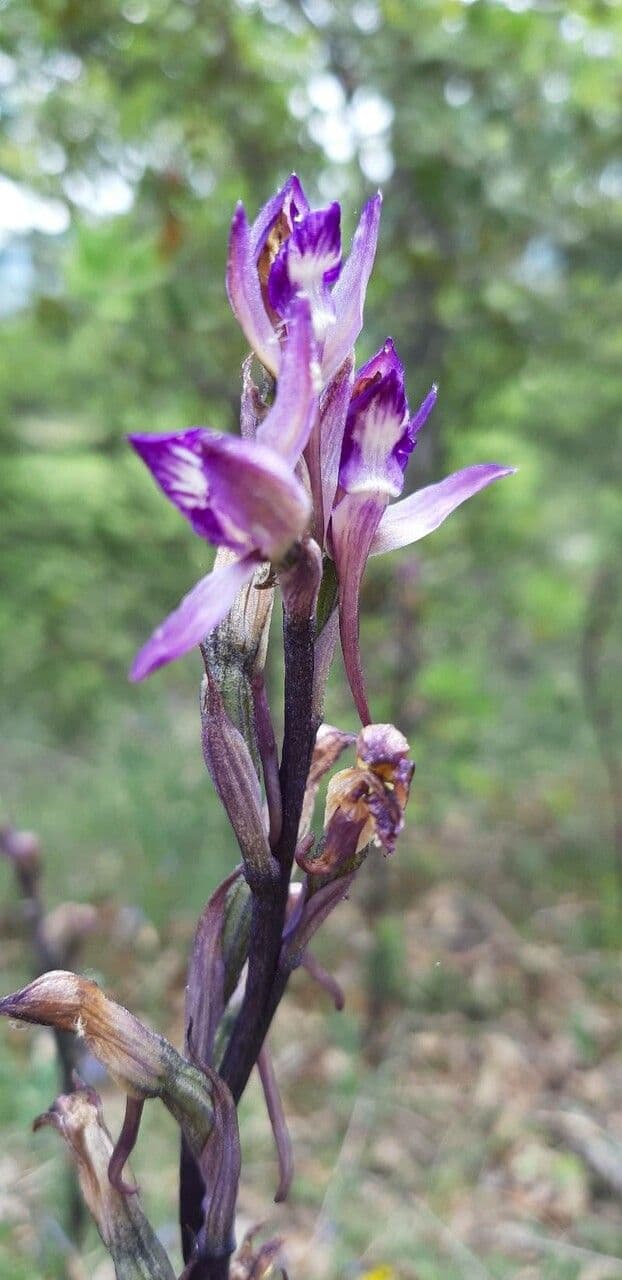 Limodore violeta 2