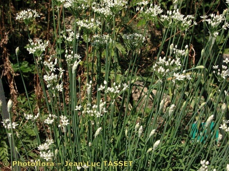 Aglio saxatile 12