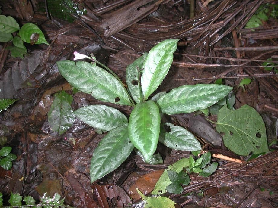 Ruellia 3
