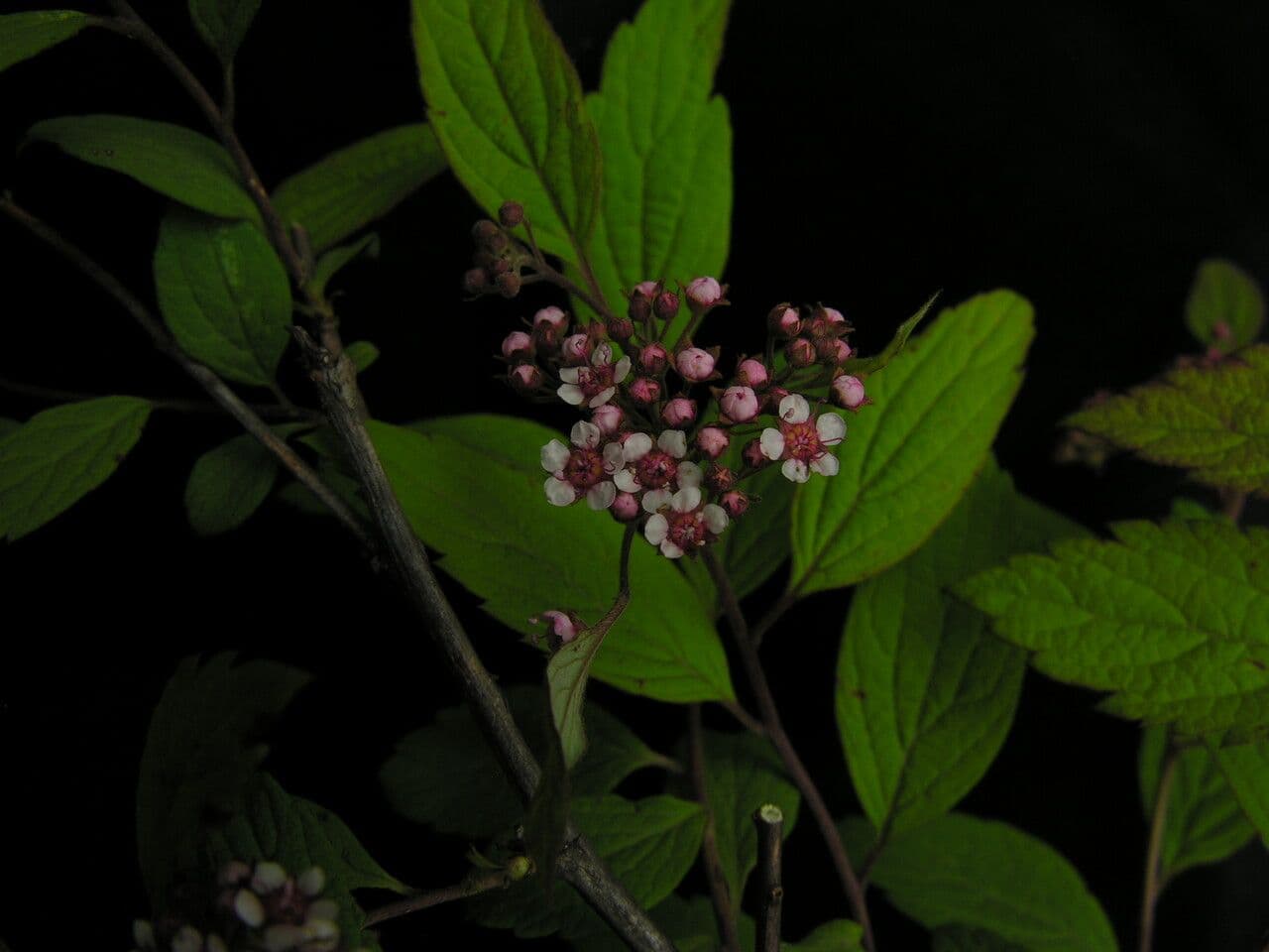 Spirea bella 3