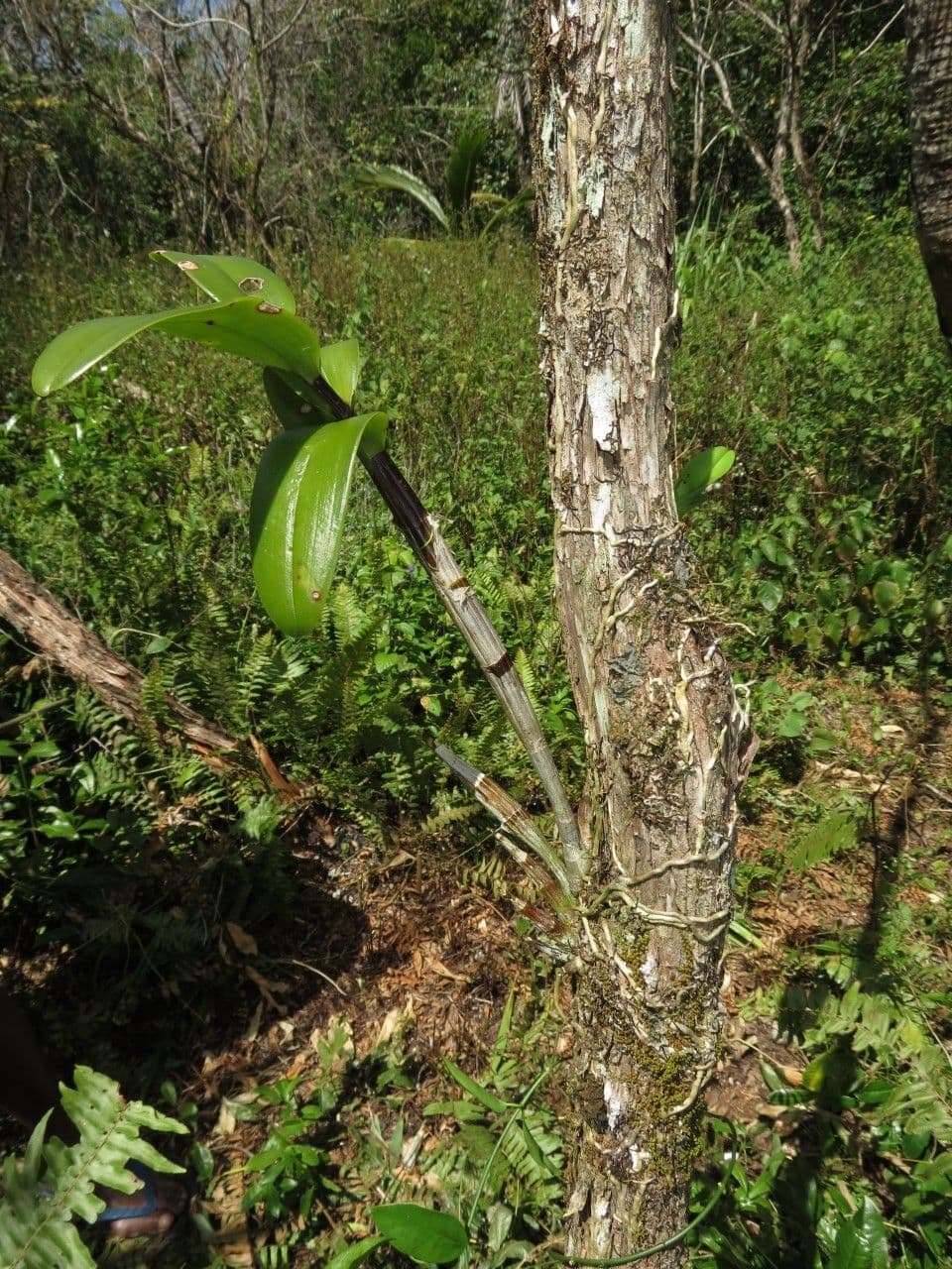 Dendrobium 2