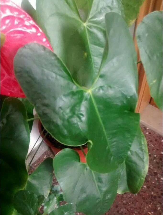 Antúria andreanum 17