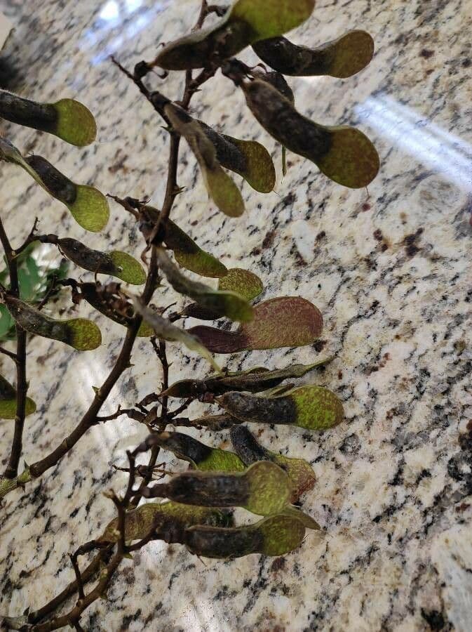 Machaerium spinoso 2
