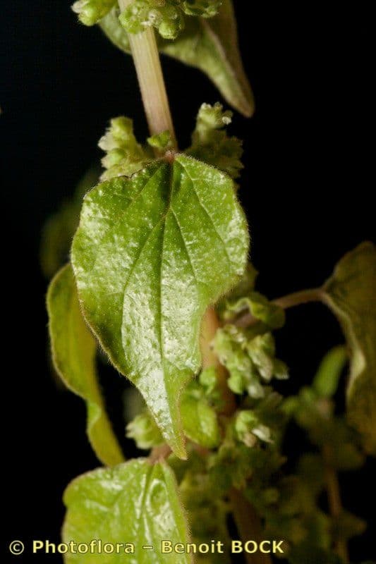 Parietaria 6