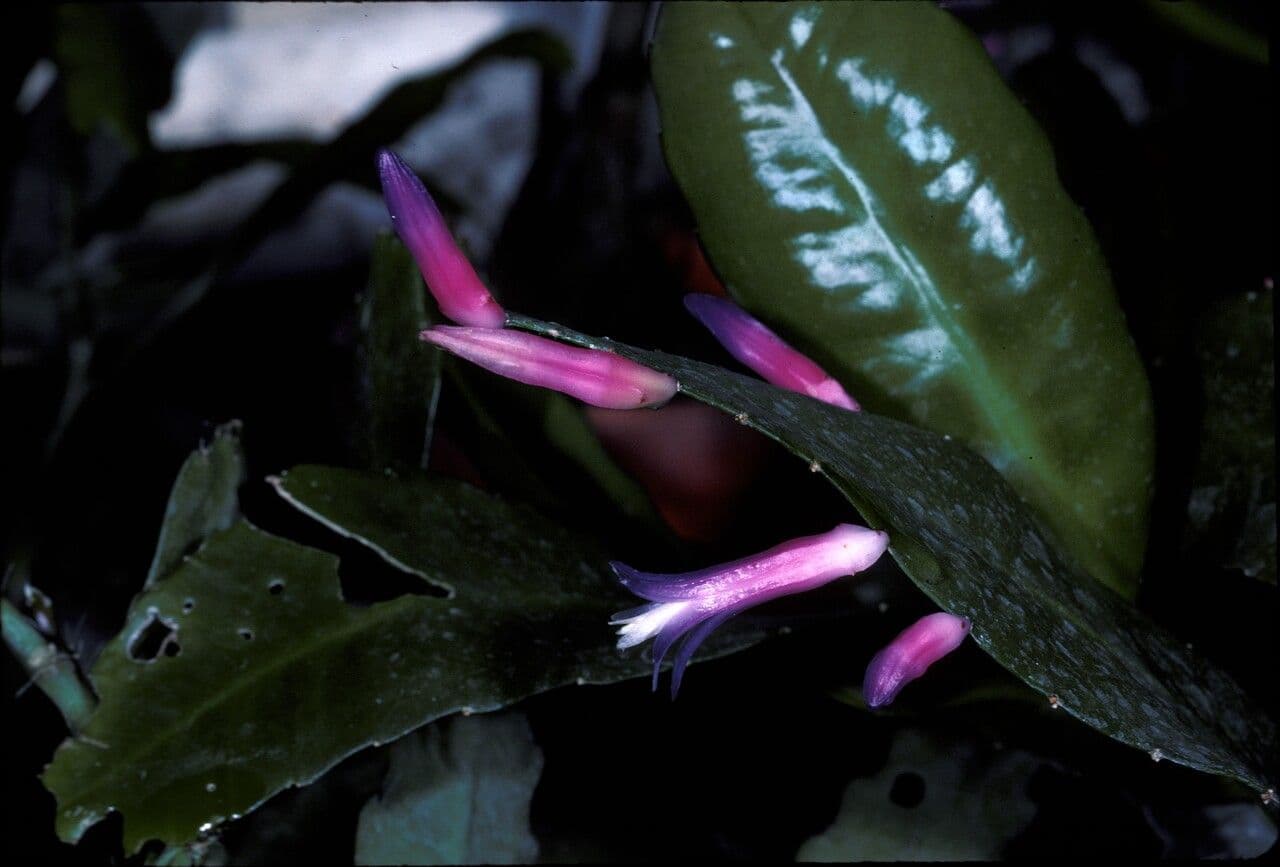 Pseudorhipsalis 2