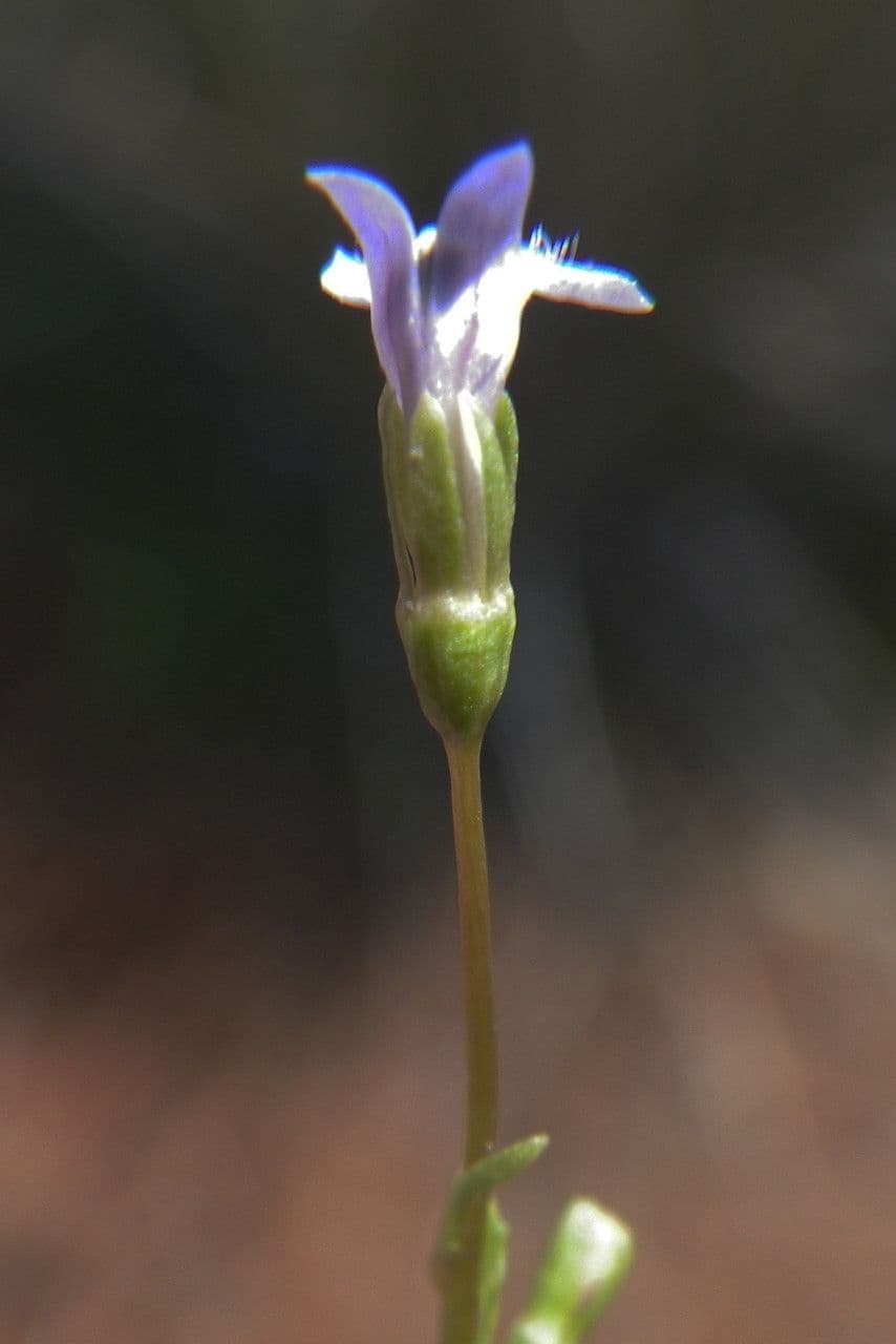 Solenopsis 8