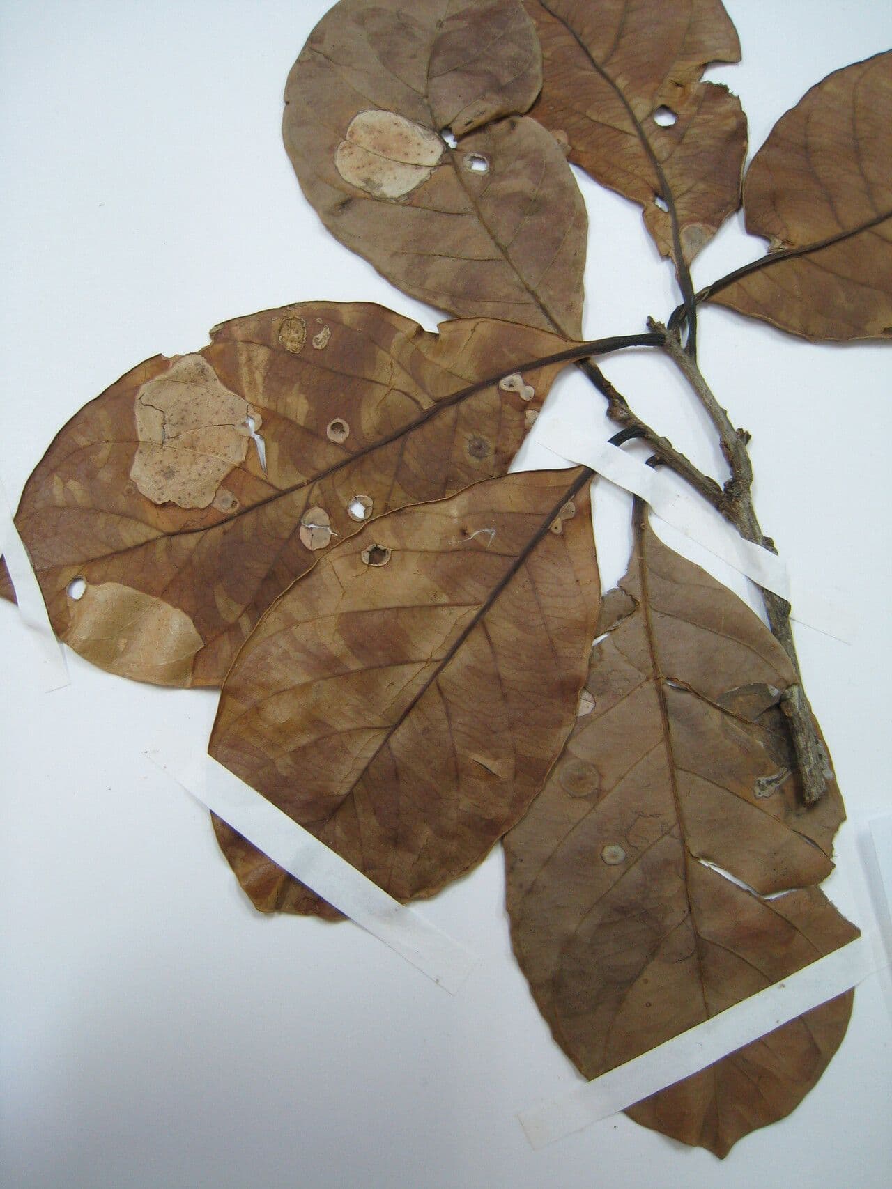 Elaeoluma 6
