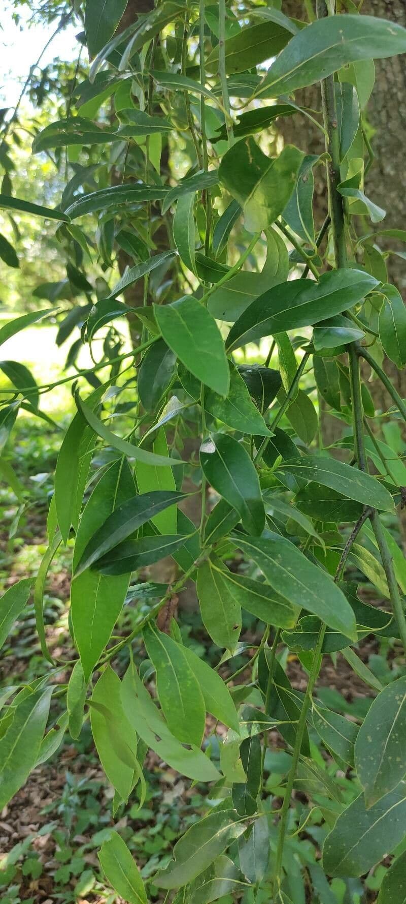 Ocotea 6