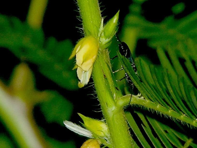 Herbe sensible 24