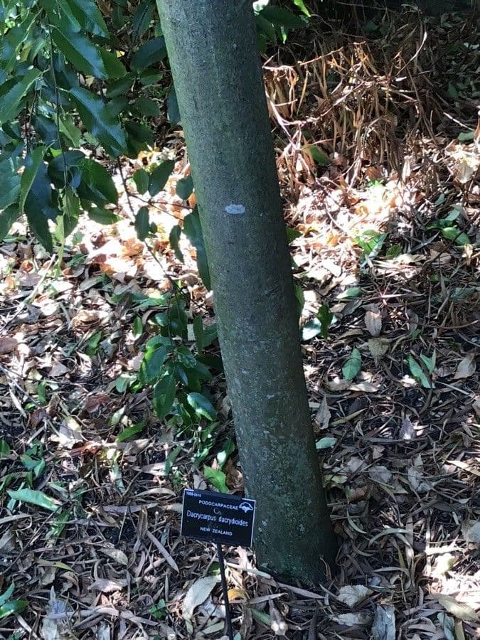 Dacrycarpus dacrydioides 11