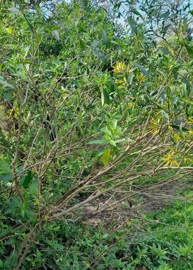 Cestrum 15