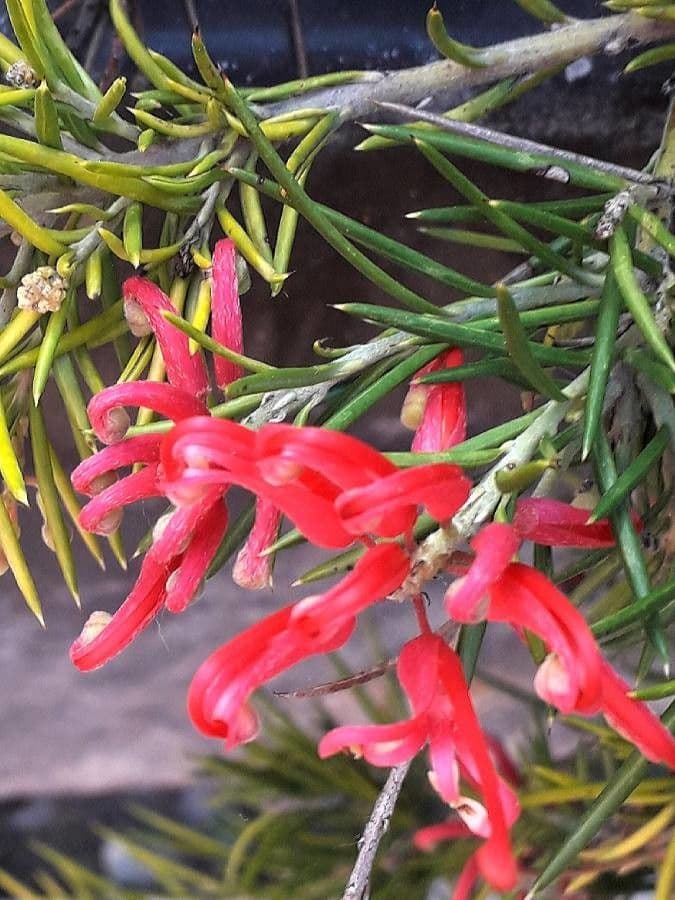 Rosmarinblättrige Grevillea 9