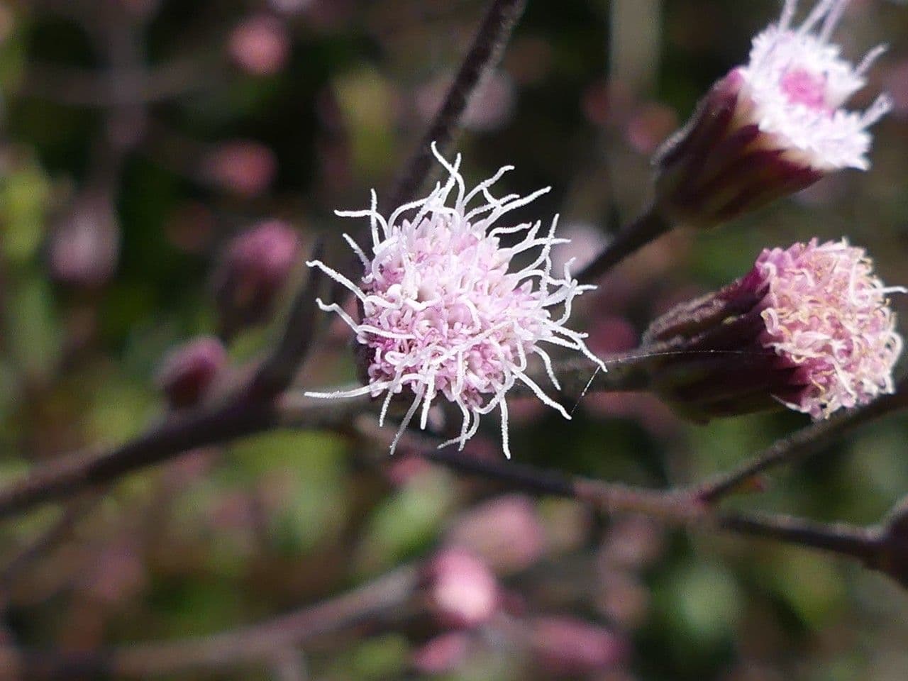 Ayapana triplinervis 3