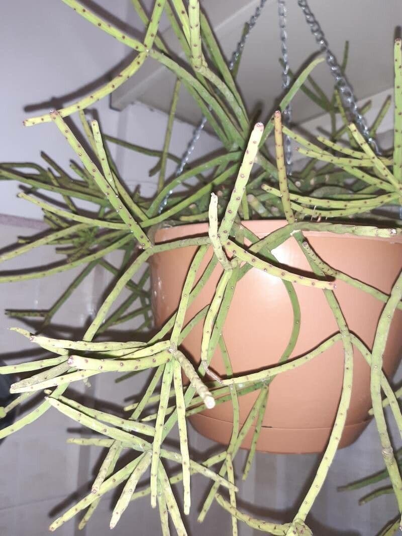 Rhipsalis 6