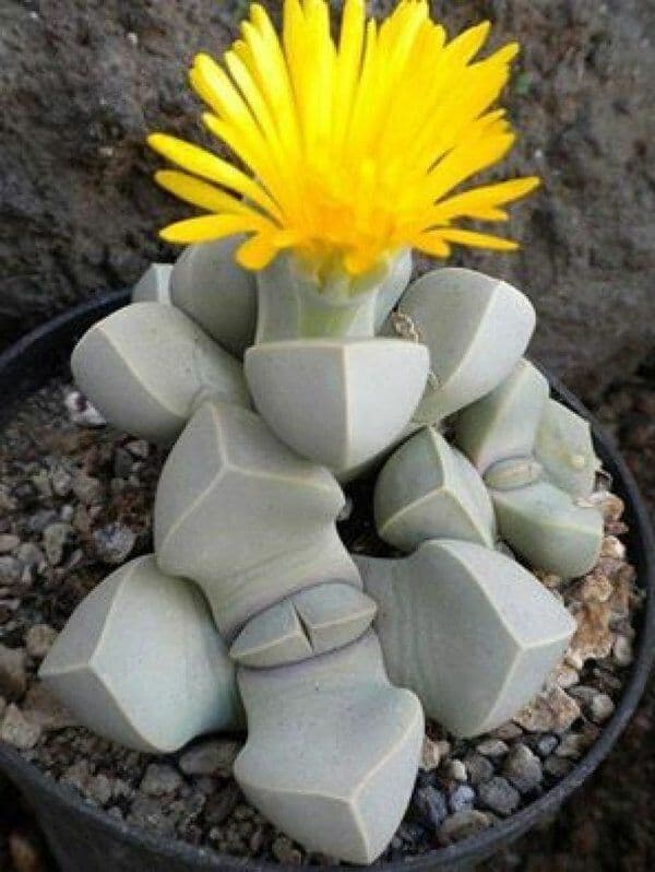 Lapidaria
