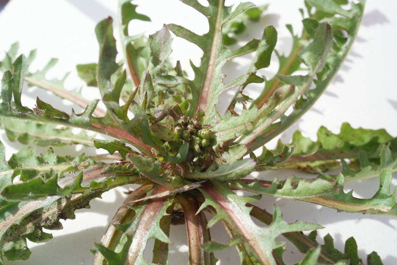 Radicchiella vescicosa 18