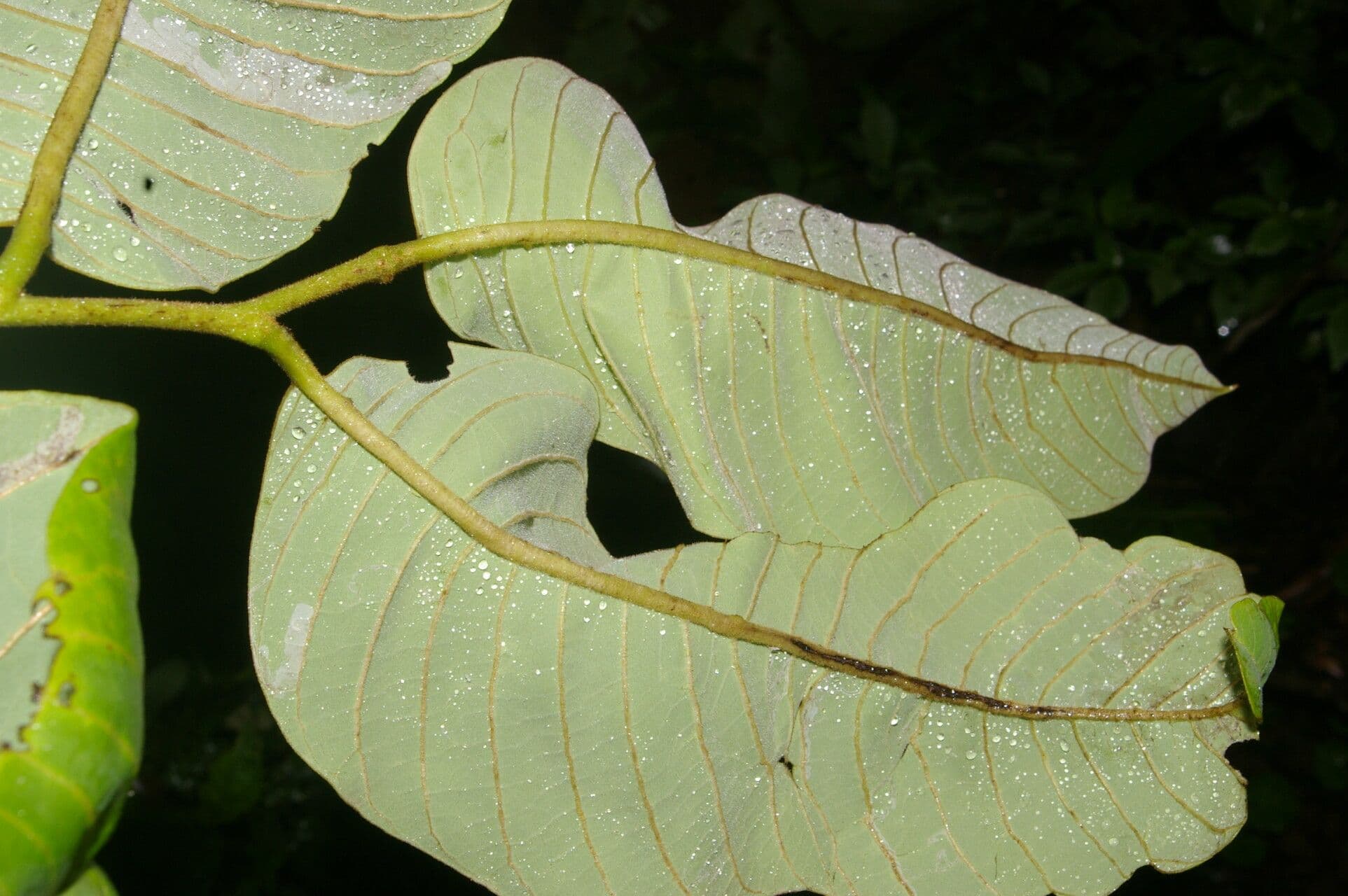 Annona 6