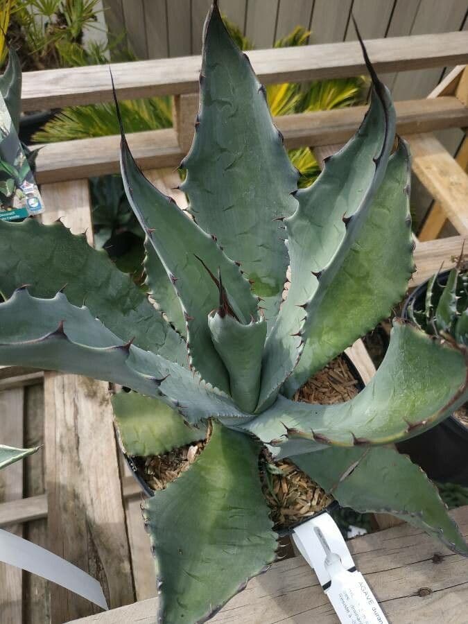 Agave