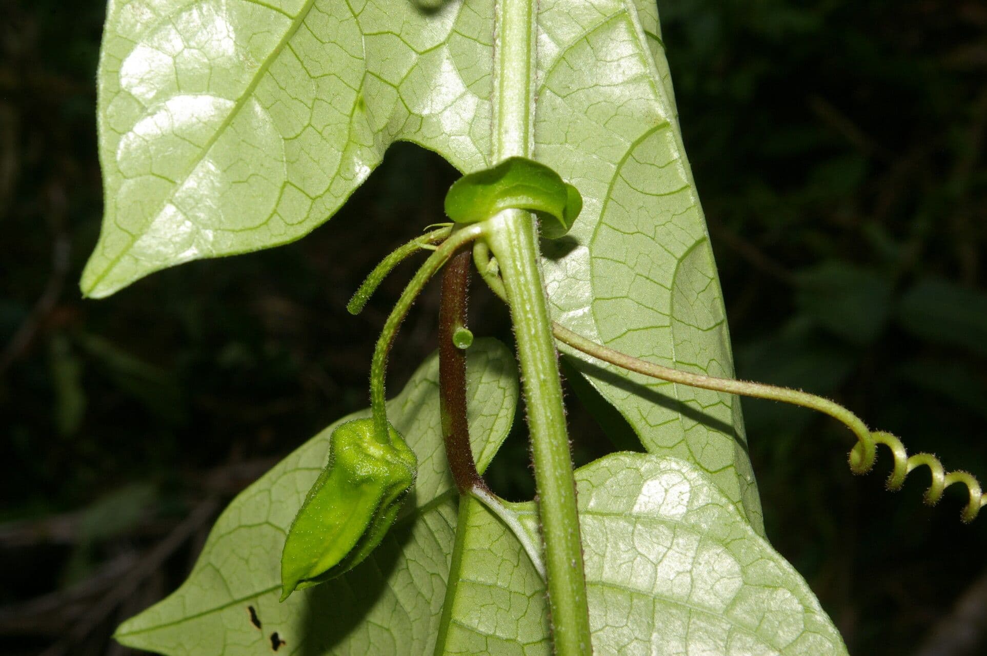 Passiflora 12