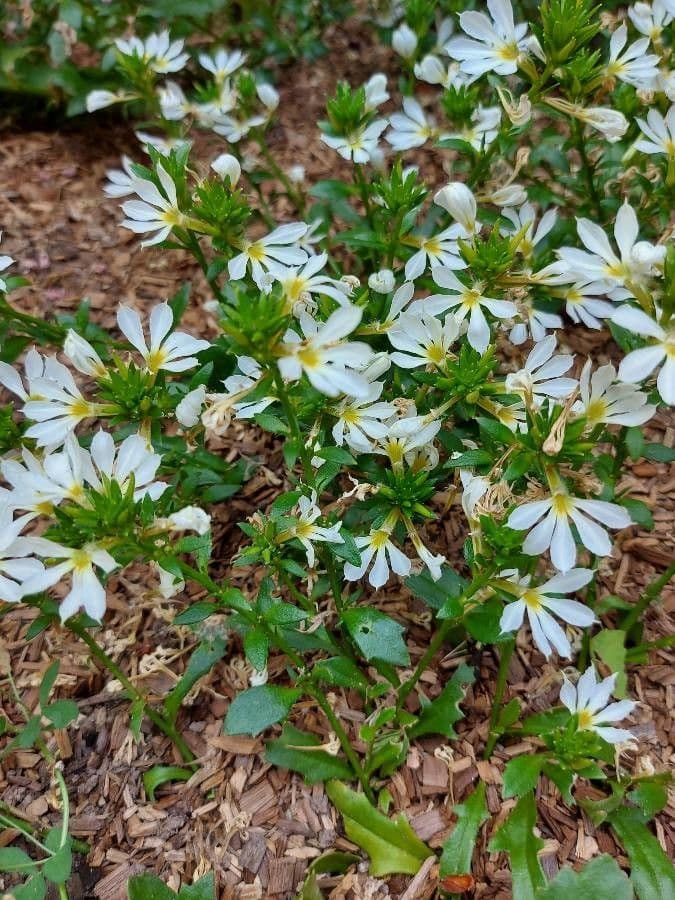 Scaevola 15