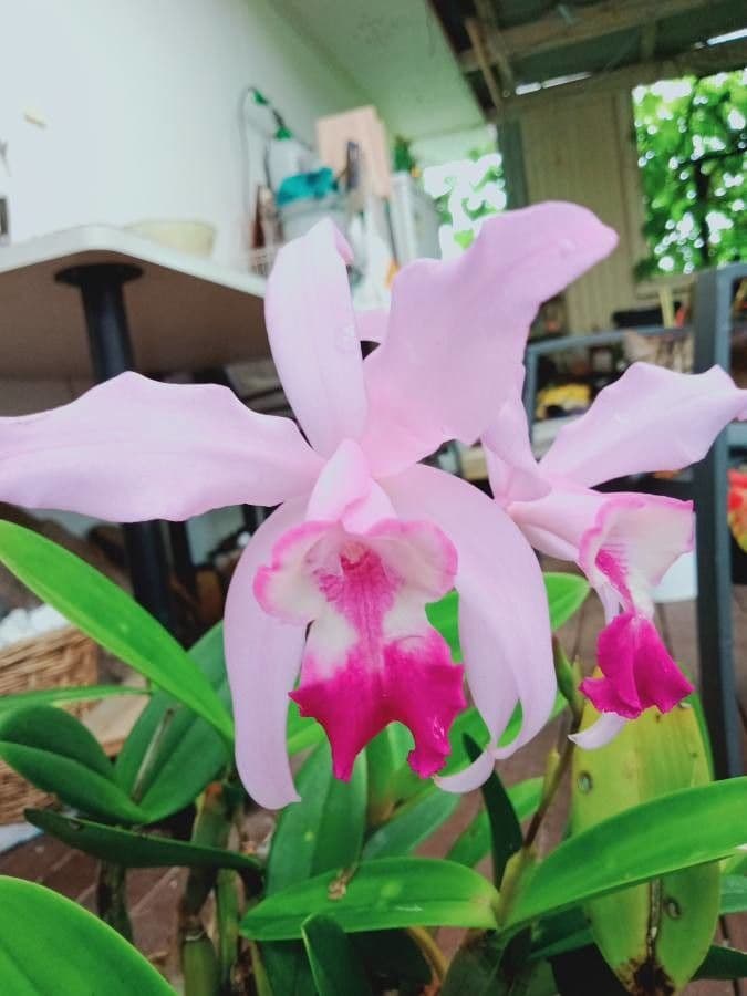Cattleya intermedia 4