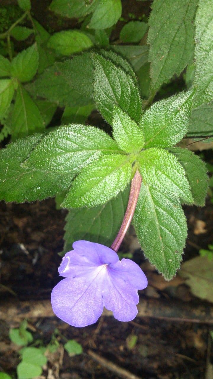 Achimenes 5
