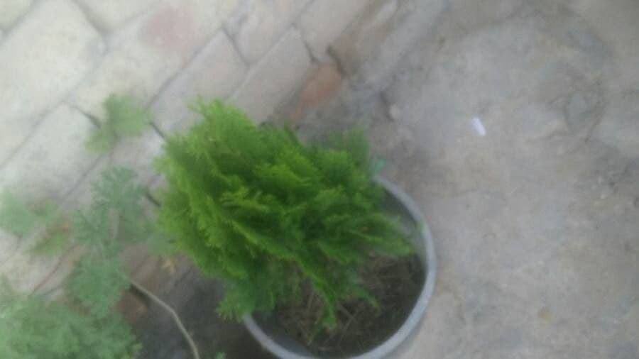 Cipresso di Monterey 8