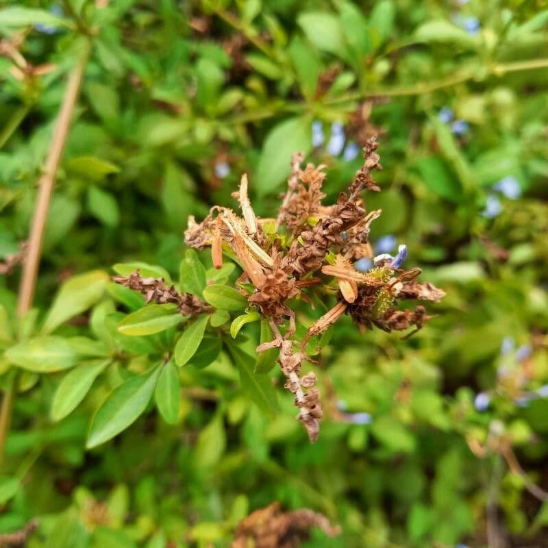 Plumbago auriculata 4