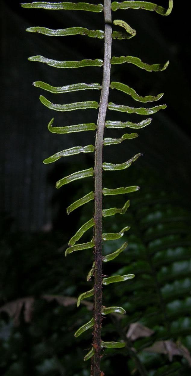 Lomariopsis 4