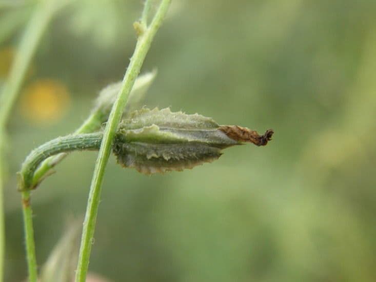 Ipomoea