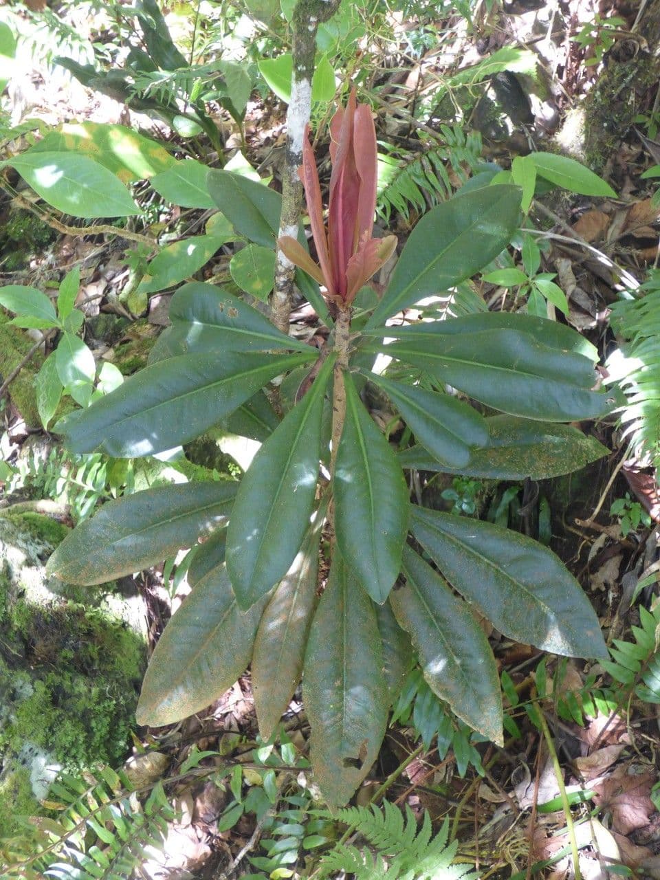 Badula 10