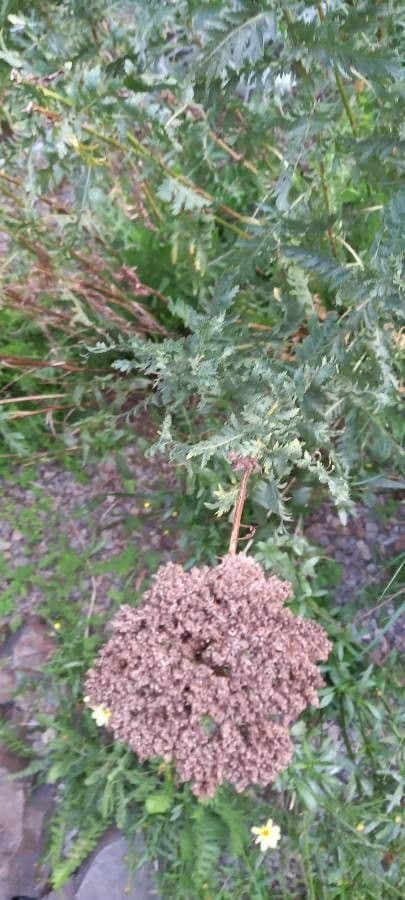 Achillea filipendula 2