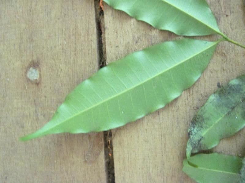 Parahancornia