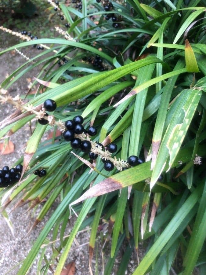 Liriope 5