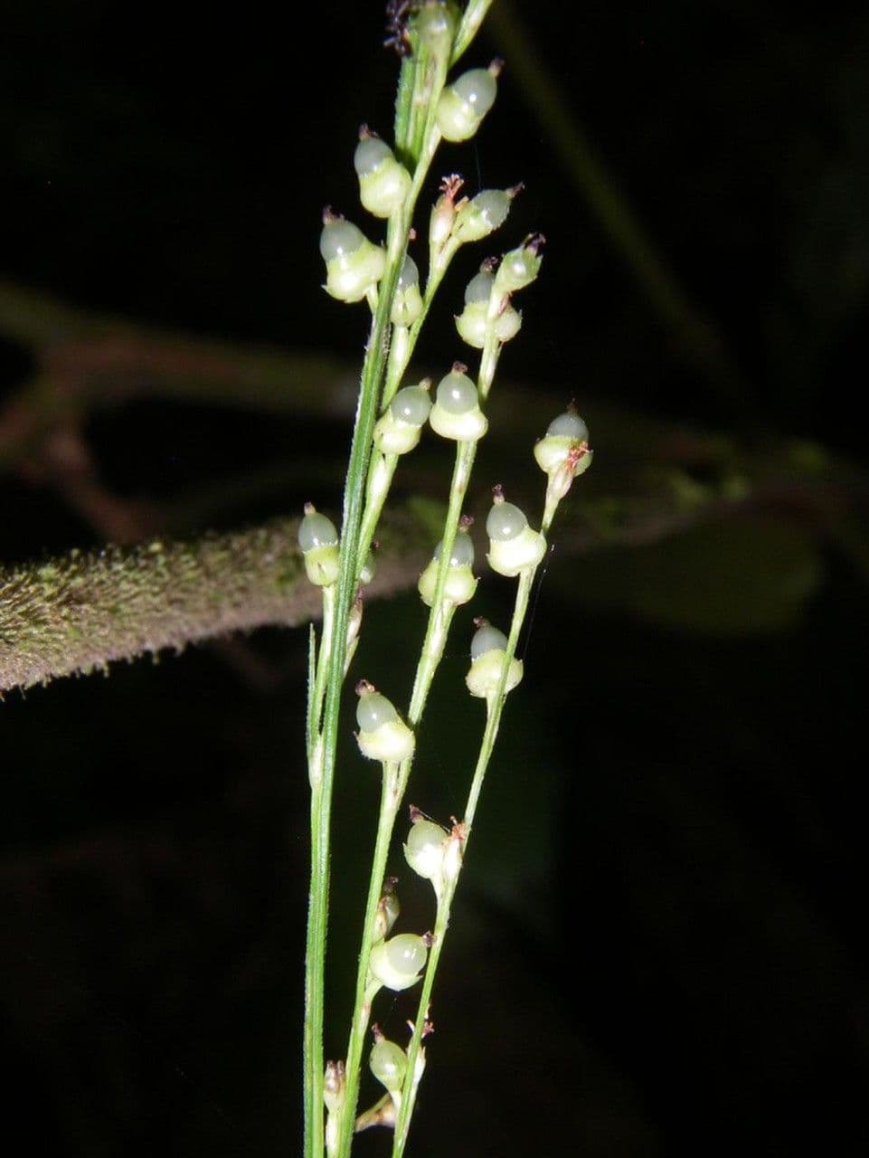 Scleria a piccoli frutti 14