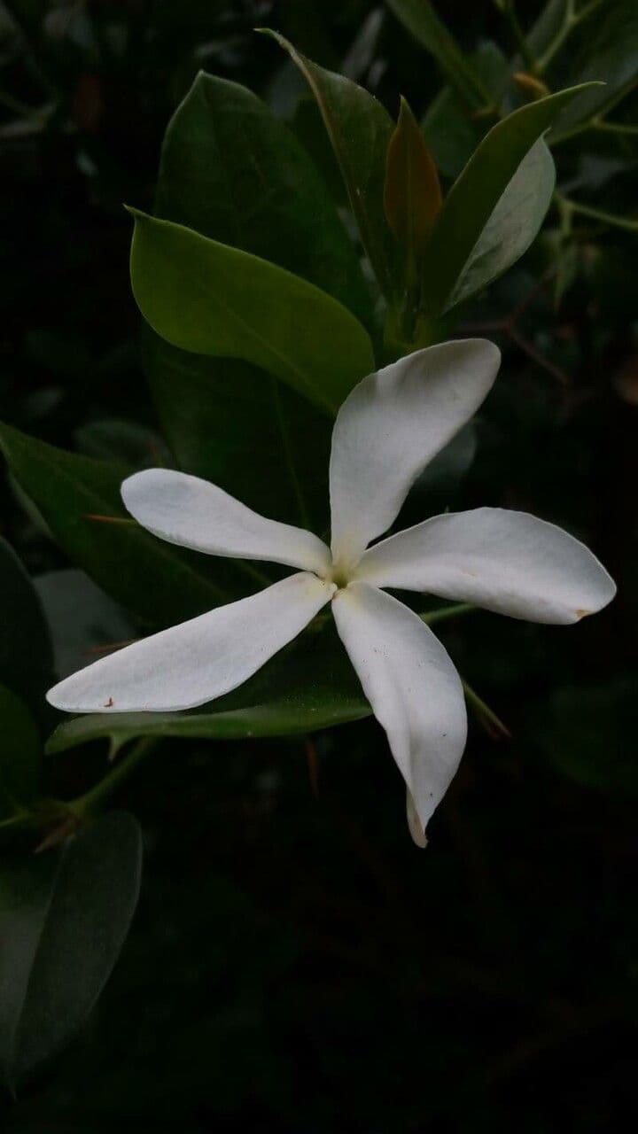 Atractocarpus