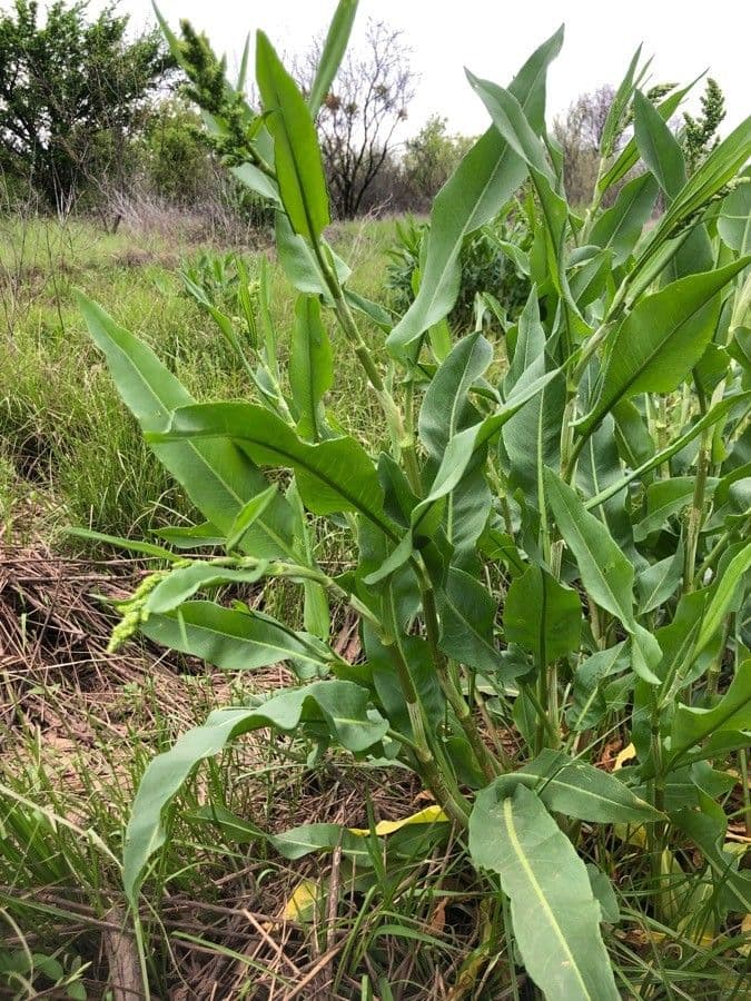 Acetosa alta 8