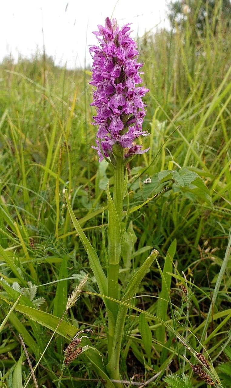 Orchis négligé 13