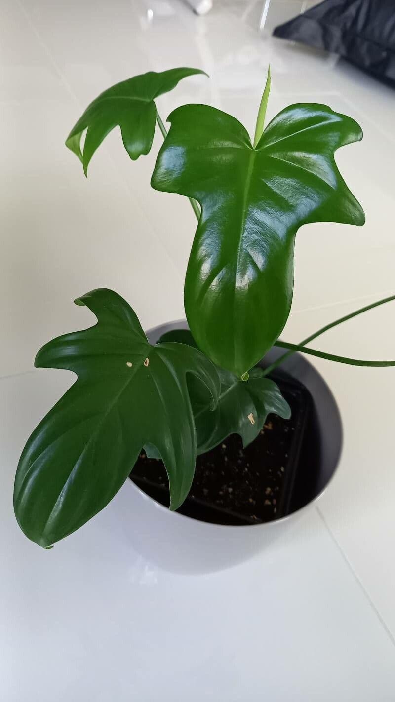 Philodendron violon 3