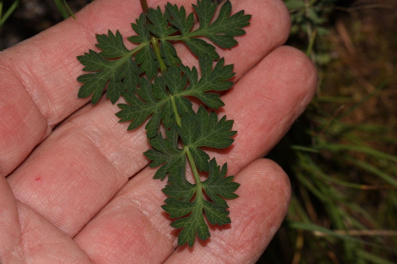 Lomatium 12