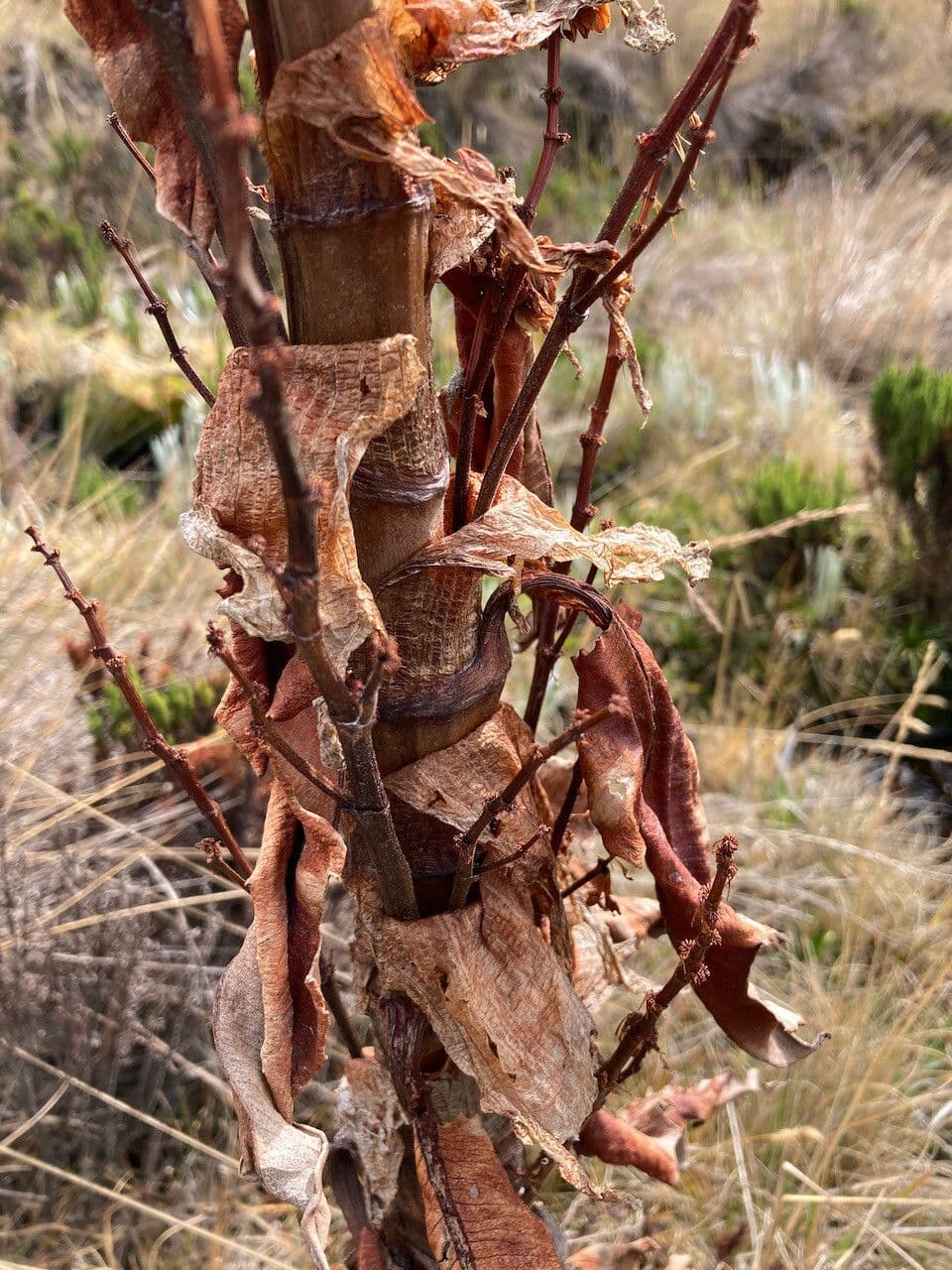 Rumex 16