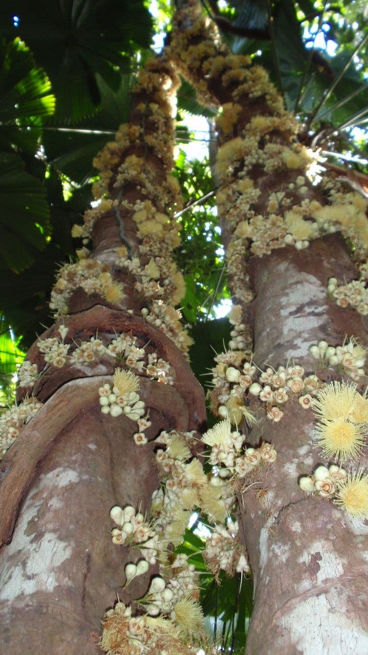 Syzygium 5