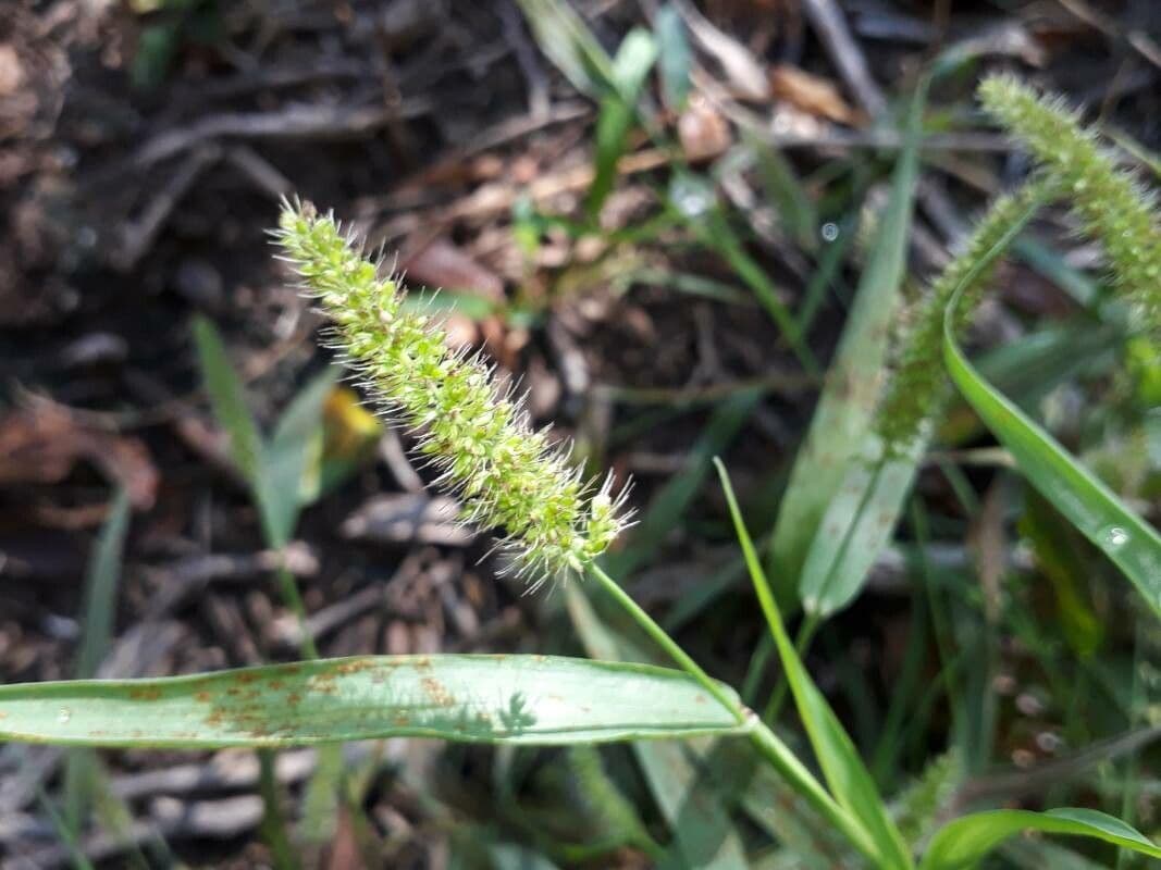 Igel-Hirse 2