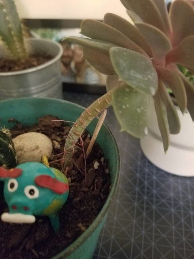 Echeveria 21