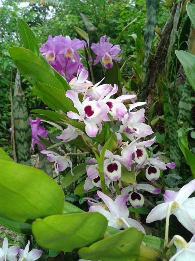 Vavřínovitý dendrobium 5