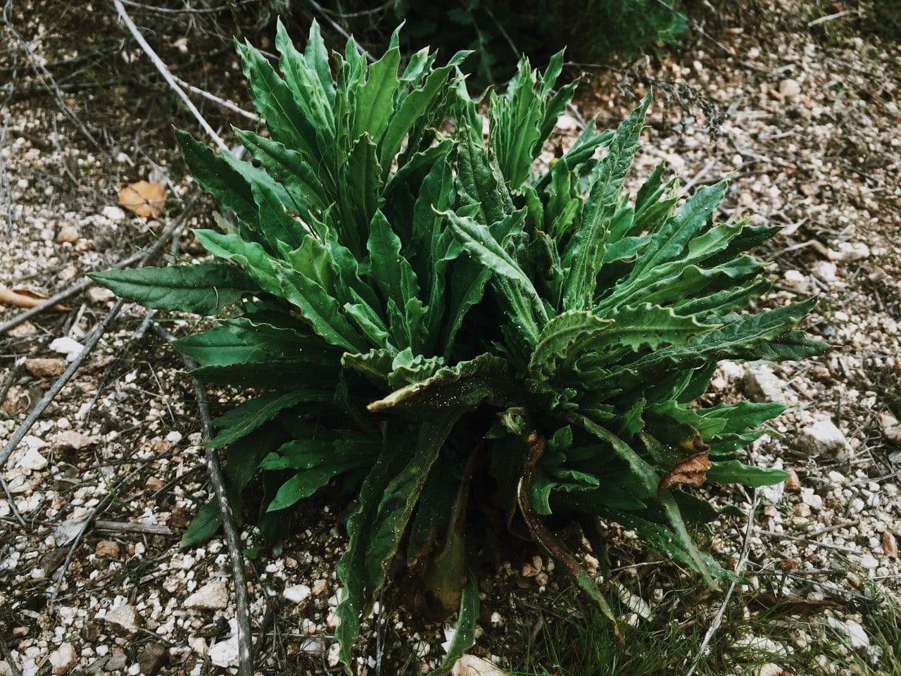 Gnaphalium californiano 10