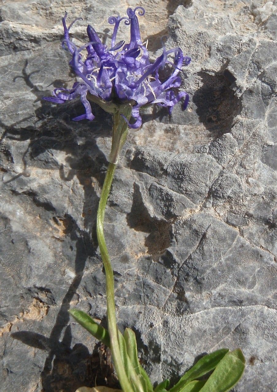 Phyteuma globulariifolium 3